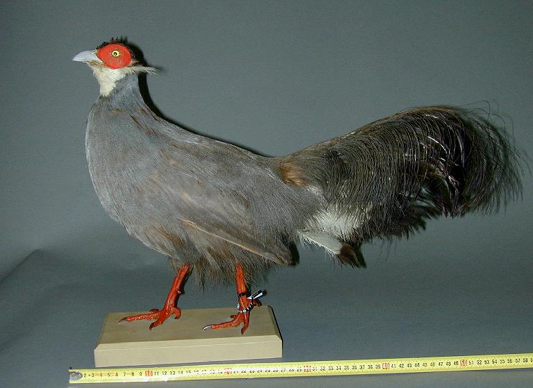 41008111.jpg 41008111.jpg