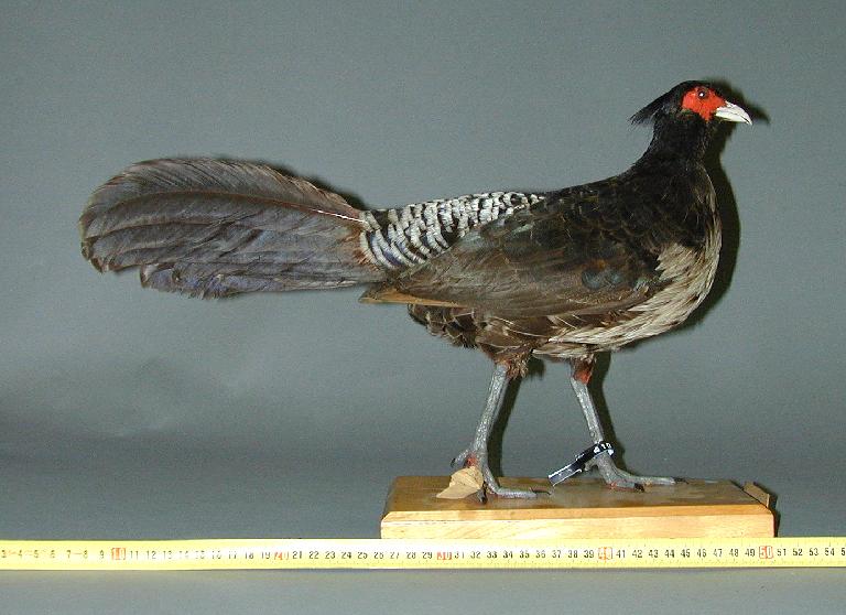 41008116.jpg 41008116.jpg