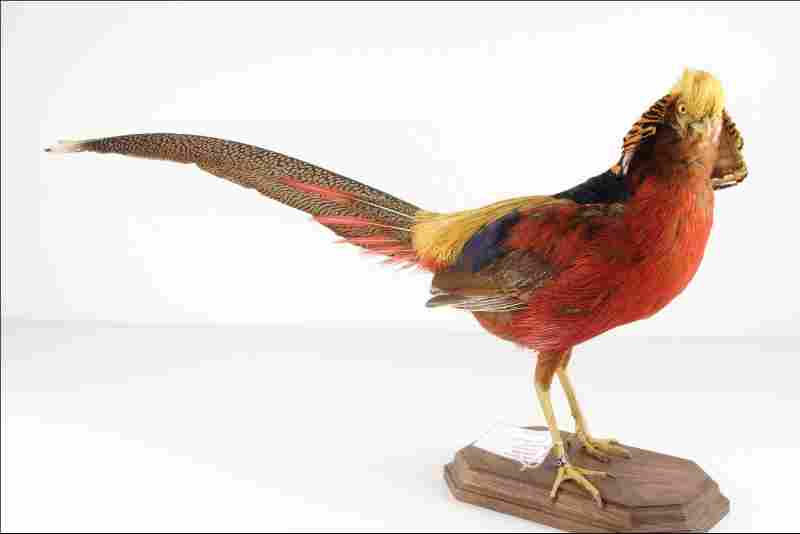 41008128 Faisan doré Chrysolophus pictus.jpg 41008128 Faisan doré Chrysolophus pictus.jpg