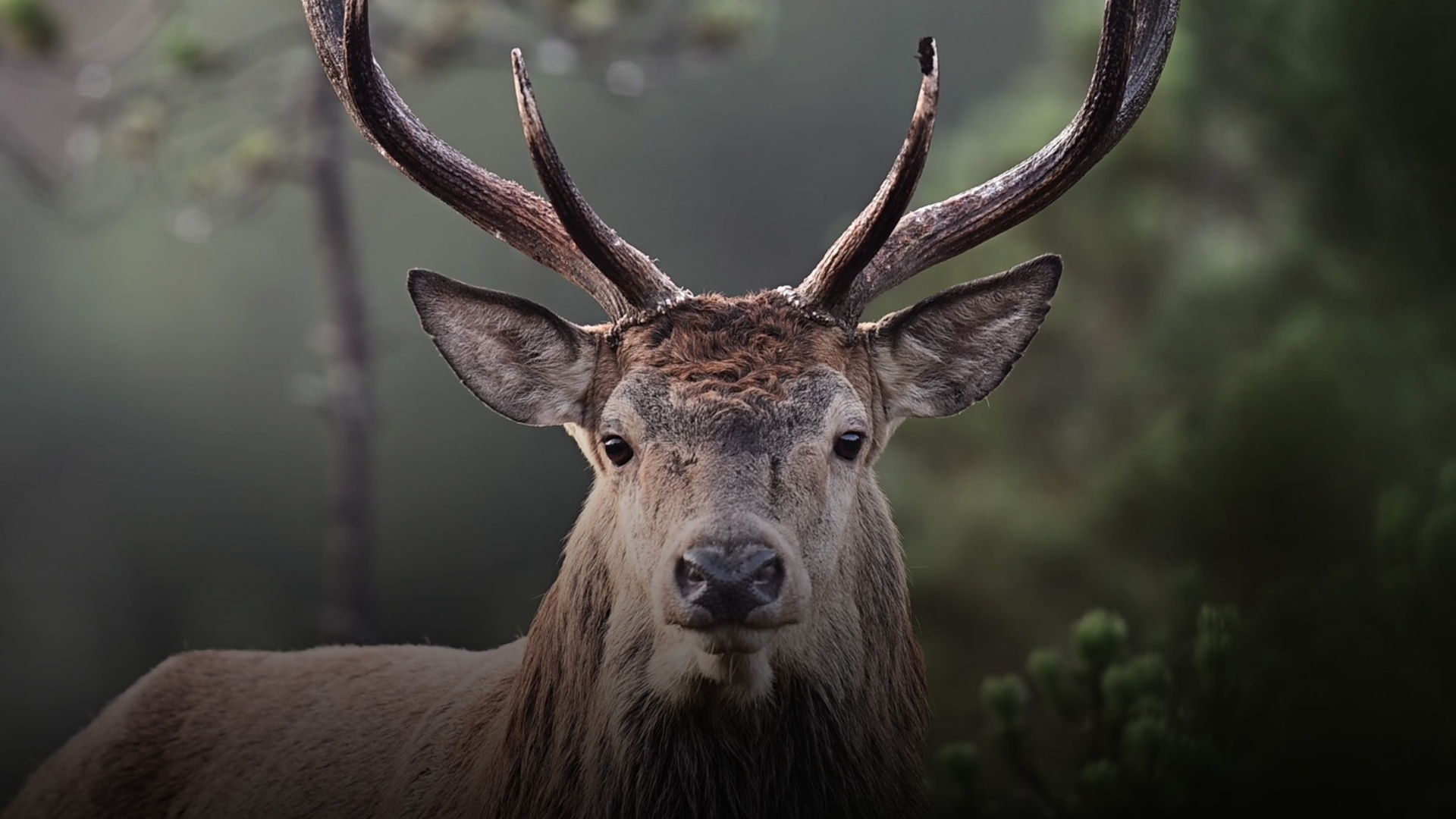 Exposition En forêt avec Vincent Munier