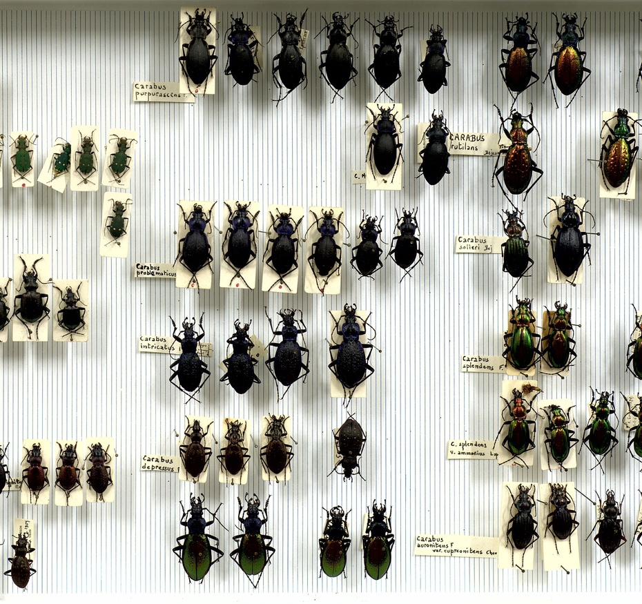 Coléoptères Carabidae