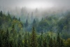 Faire renaître une forêt primaire en Europe