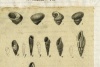 Planche extraite du Catalogue descriptif et méthodique des mollusques de l'île de Corse de B. C. Payraudeau, classé d'après le système de Jean-Baptiste de Monet de Lamarck et recopié par Ange-Paulin Terver (sans date).