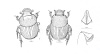 Croquis d'Onthophagus bernaudi et Onthophagus fernandopoensis (sans date).